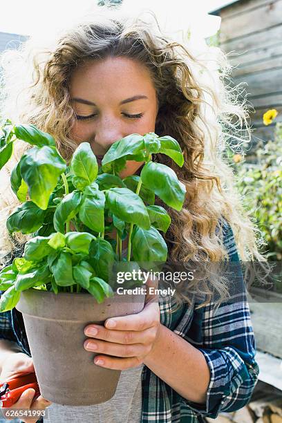 young woman holding fresh basil in pot - basil leaf stock pictures, royalty-free photos & images