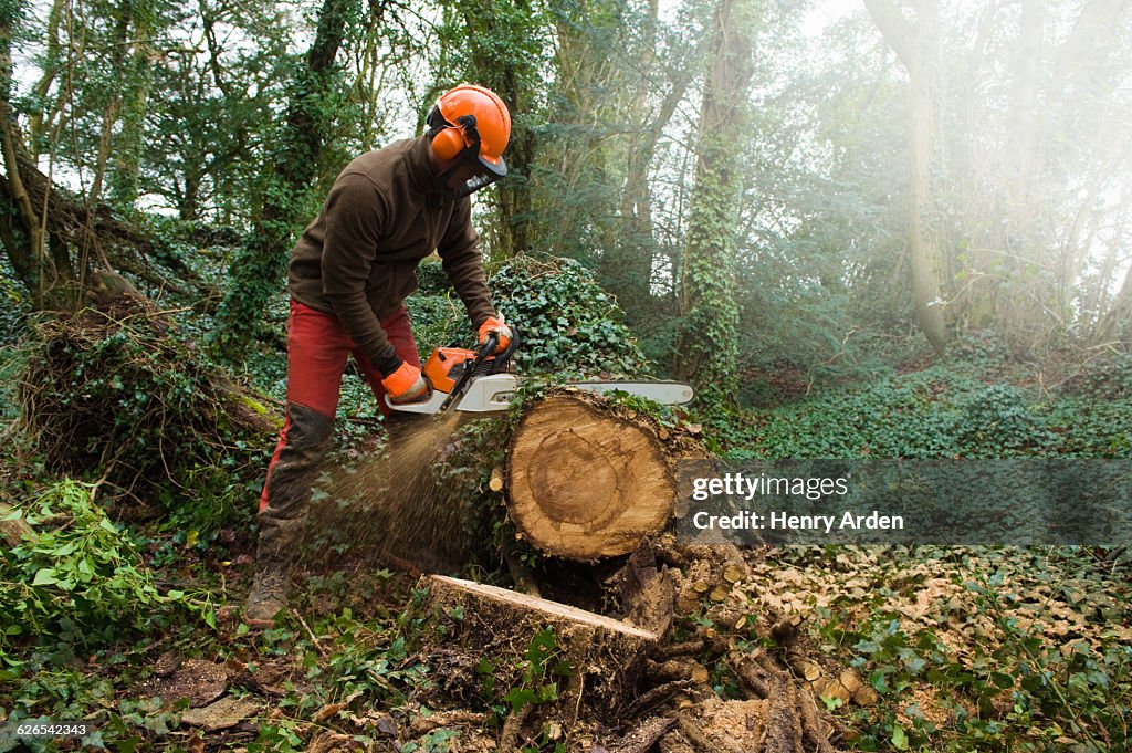 Male tree surgeon sawing tree trunk using chainsaw in forest