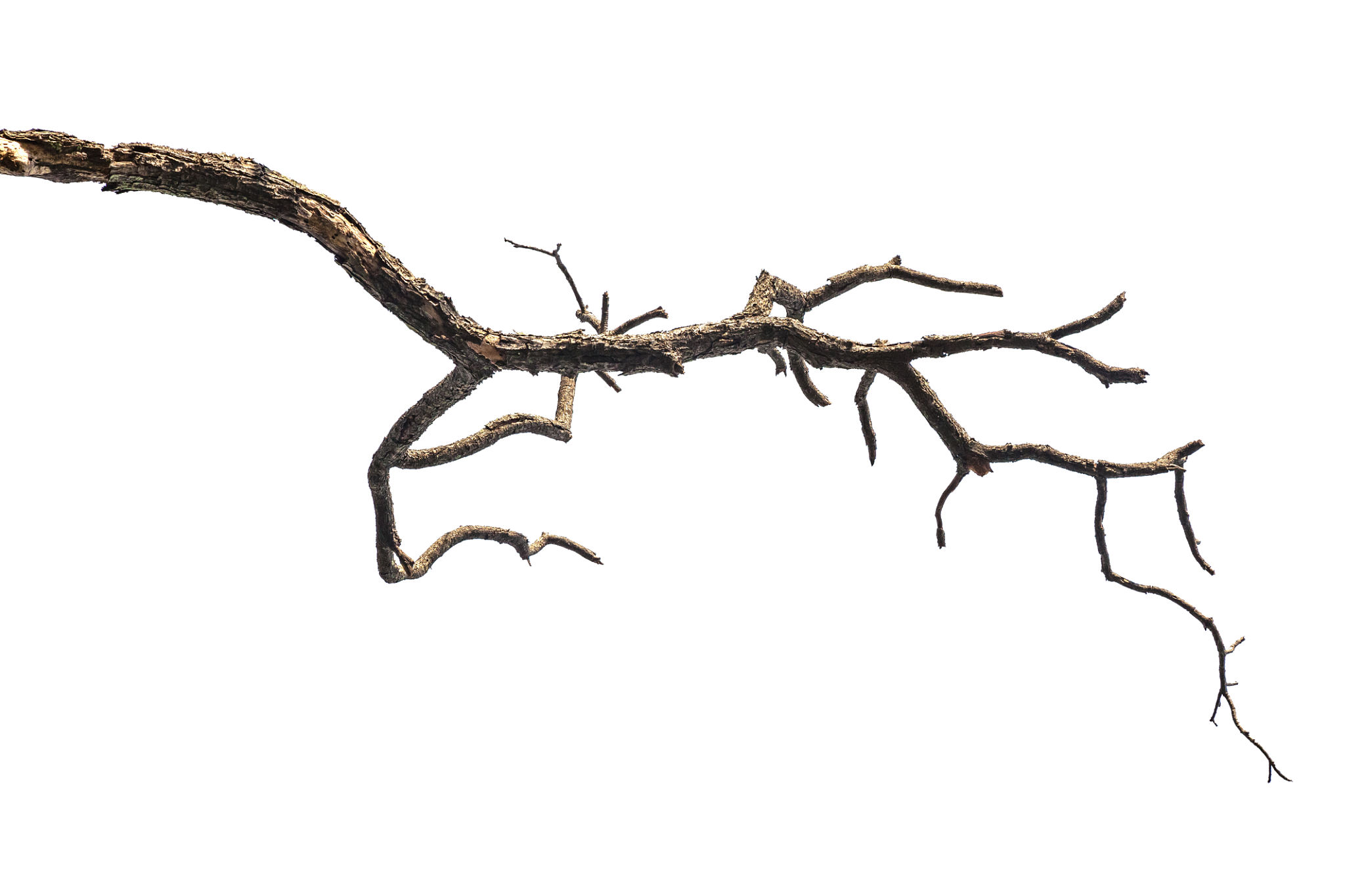 tree branches