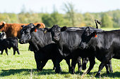 Black Angus Beef Cows