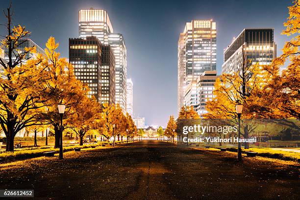 autumn in marunouchi, tokyo - ginkgo stockfoto's en -beelden