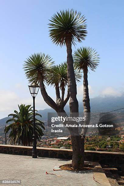 drago tree-like plant in la palma island, canary islands - treelike stock pictures, royalty-free photos & images