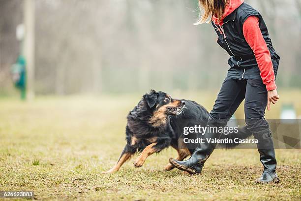 dog training - woman training fotografías e imágenes de stock