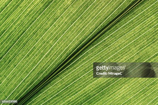 green leaf detail shot - macrofotografia foto e immagini stock