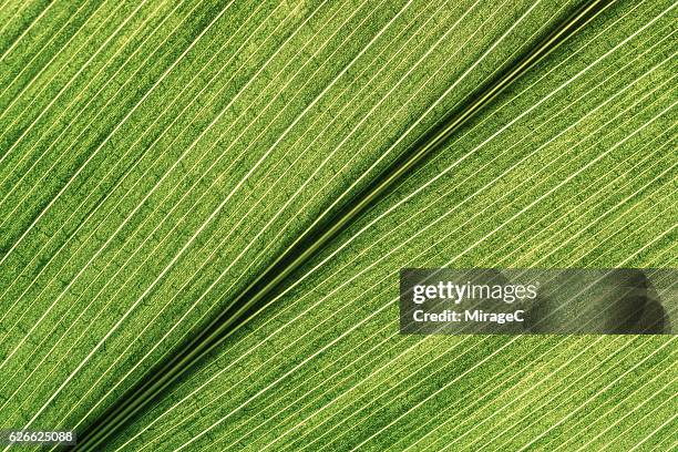 green leaf detail shot - symmetry live stock pictures, royalty-free photos & images