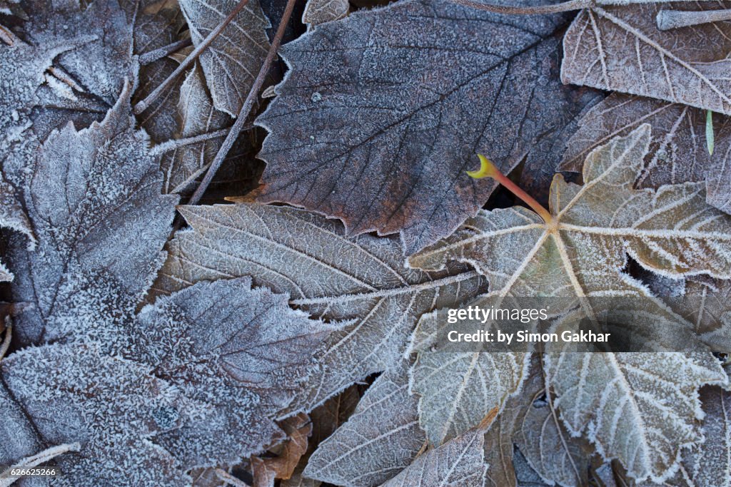 Leaf Covered in Frost