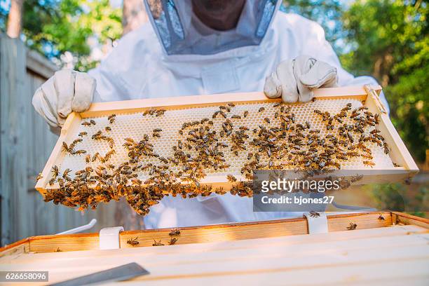 beekeeper - apiculture stock pictures, royalty-free photos & images
