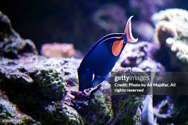 underwater scenes - achilles tang fish stock pictures, royalty-free photos & images