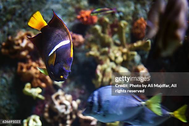 underwater scenes - raccoon butterflyfish stock pictures, royalty-free photos & images