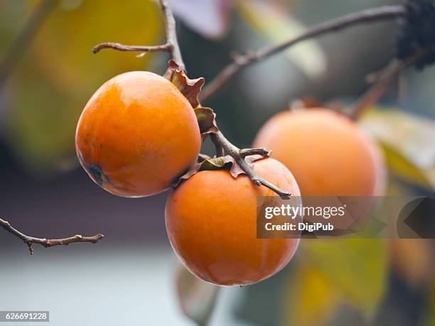persimmon fruits in the tree - amerikanische kakipflaume stock-fotos und bilder