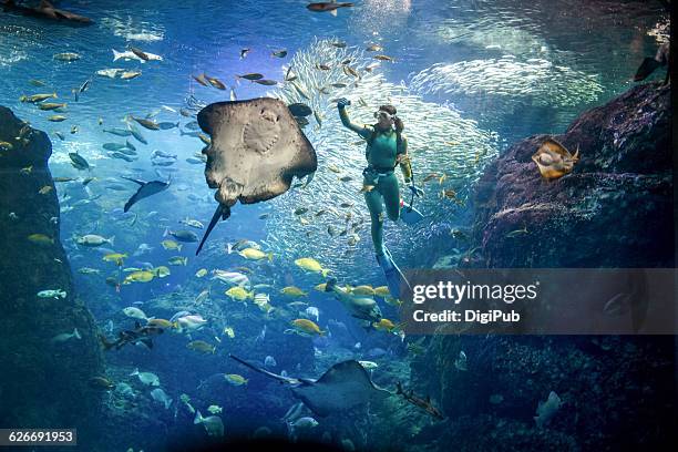 underwater scenes - stingray stock pictures, royalty-free photos & images