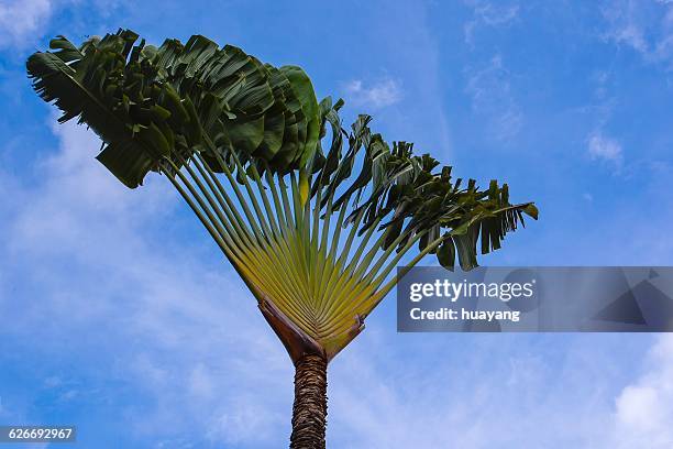 tree gazing  - ravenala madagascariensis stock pictures, royalty-free photos & images