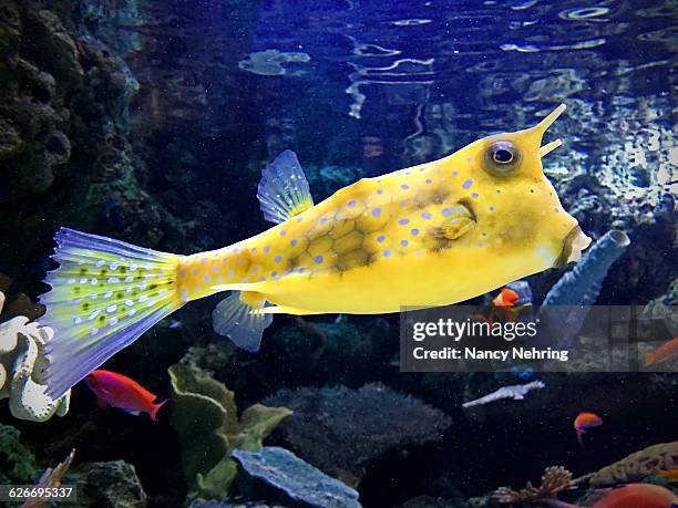 underwater scenes - longhorn cowfish stock pictures, royalty-free photos & images