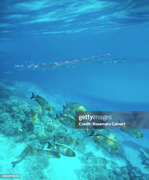 underwater scenes - rabbitfish stock pictures, royalty-free photos & images