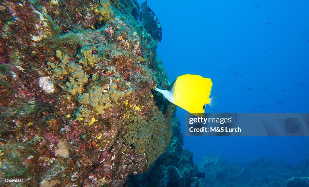 Underwater scenes