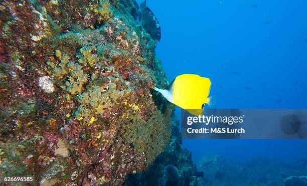 underwater scenes - socorro island stock pictures, royalty-free photos & images