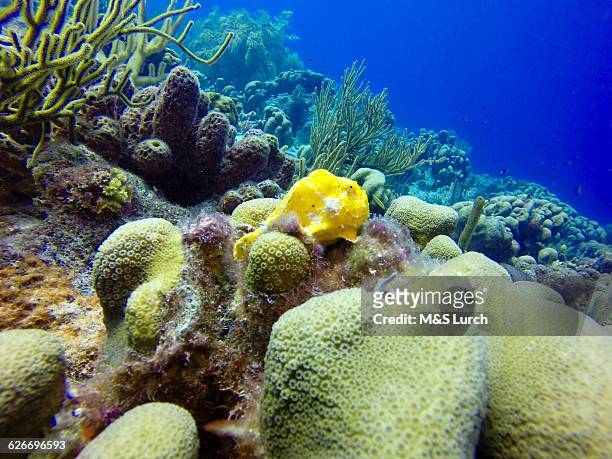 underwater scenes - yellow frogfish stock pictures, royalty-free photos & images