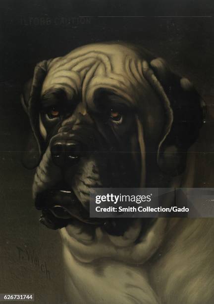 Portrait of a bullmastiff, 1900. From the New York Public Library. .