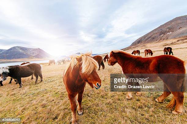 herd of horses in iceland, on saefellsnes peninsula in north - snaefellsnes imagens e fotografias de stock