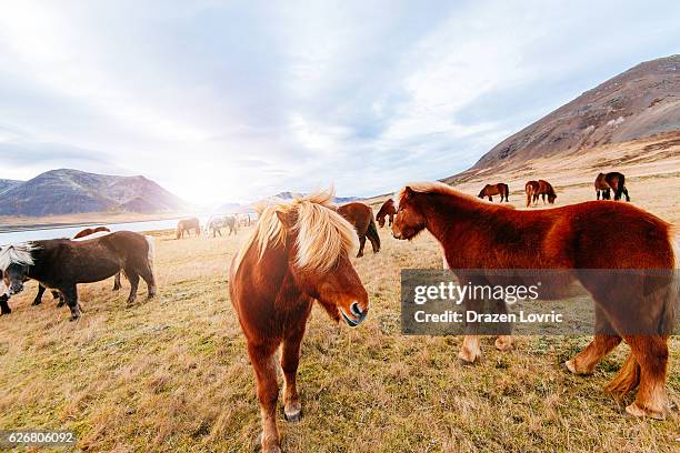 herd of horses in iceland, on saefellsnes peninsula in north - snaefellsnes bildbanksfoton och bilder