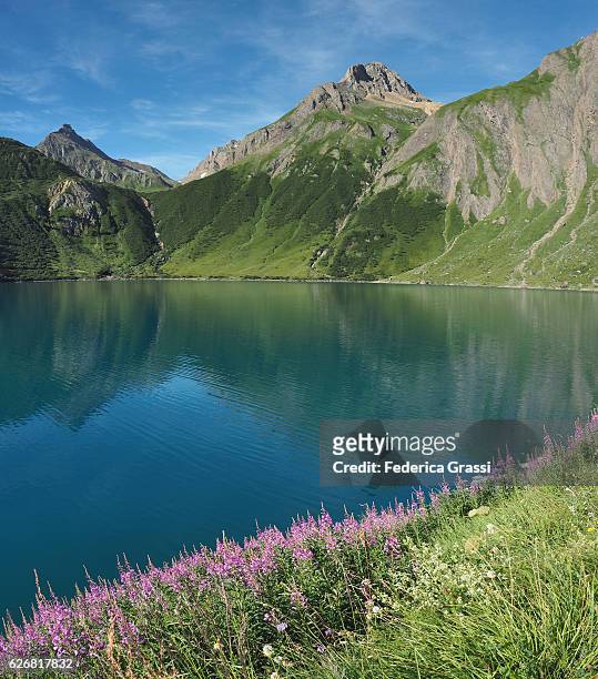 fireweed and alpine lake in the lepontine alps near riale, formazza valley, northern italy - adelfilla enana fotografías e imágenes de stock