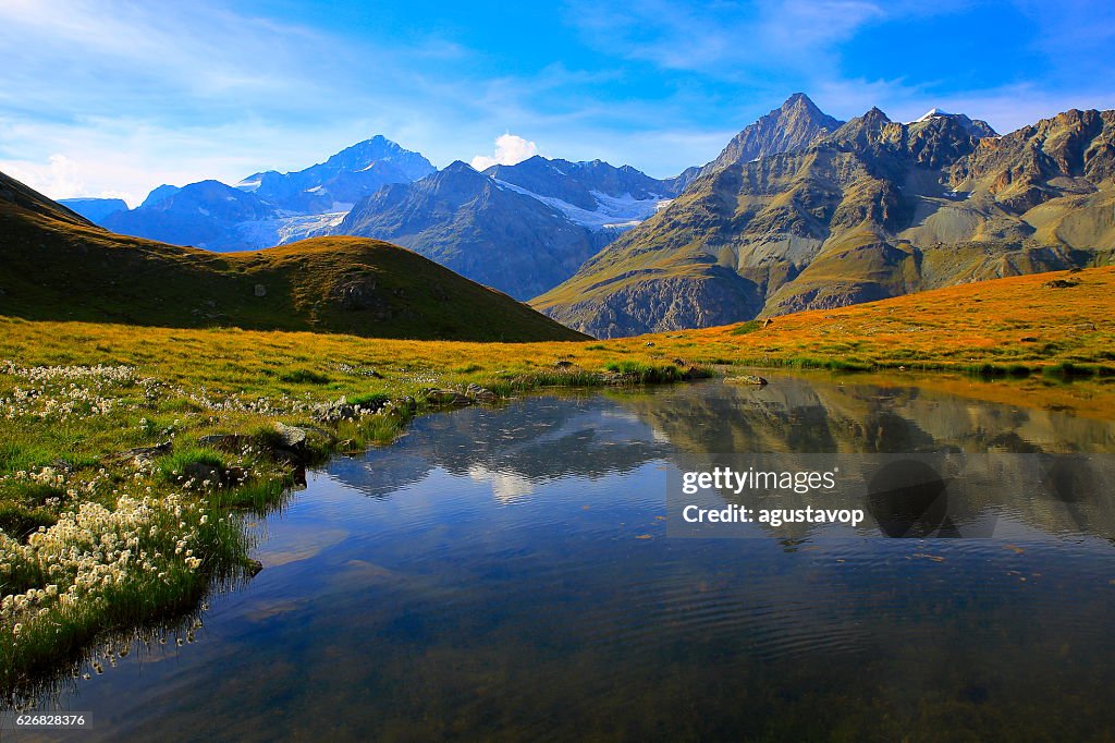 Swiss landscape: Alpine Lake reflection, cotton wildflowers meadows above Zermatt