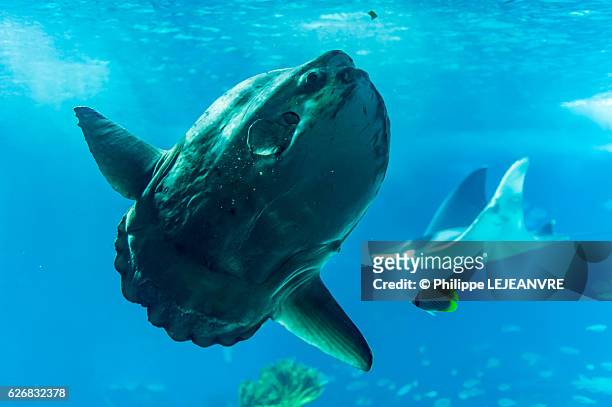 sunfish and manta ray - sunfish imagens e fotografias de stock