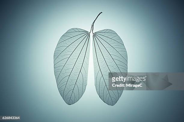 lung shape leaf skeleton - atmungsorgan stock-fotos und bilder