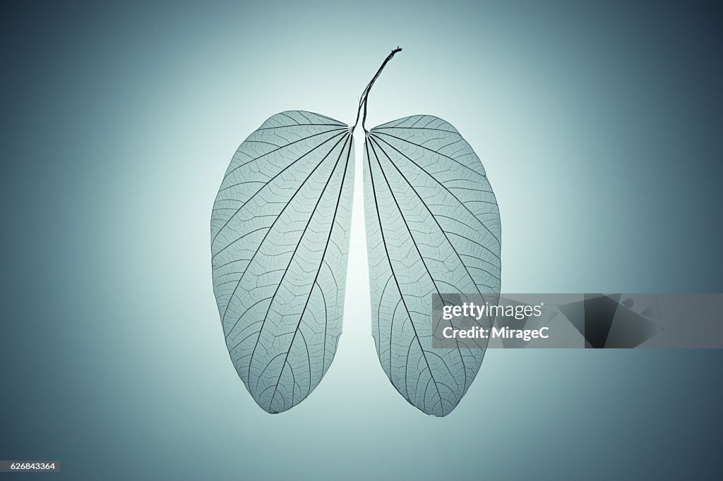 Lung Shape Leaf Skeleton