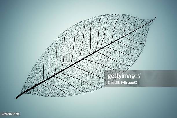 blue toned leaf vein - leaf with veins stock-fotos und bilder