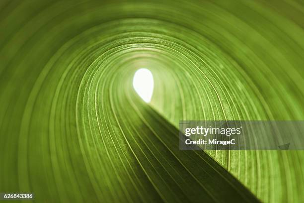 exit of green leaf tunnel - awakening concept stock-fotos und bilder