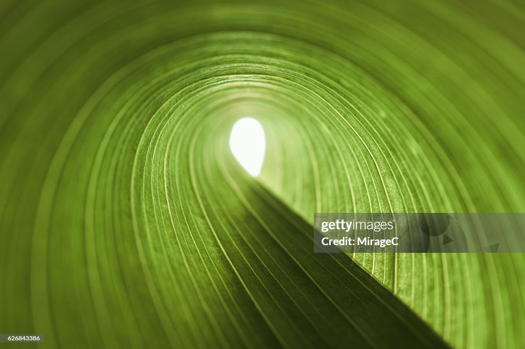 Exit of Green Leaf Tunnel