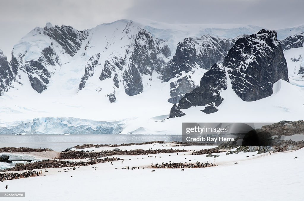Gentoo Pinguinkolonien auf Cuverville Island Antarktis