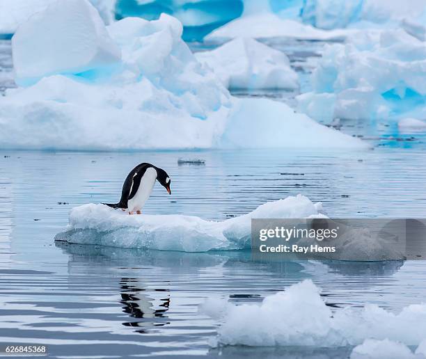 manchot gentoo debout sur une banquise en antarctique - téléobjectif photos et images de collection