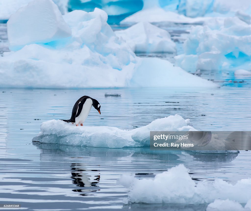 Pinguino gentoo in piedi su una fioca di ghiaccio in Antartide