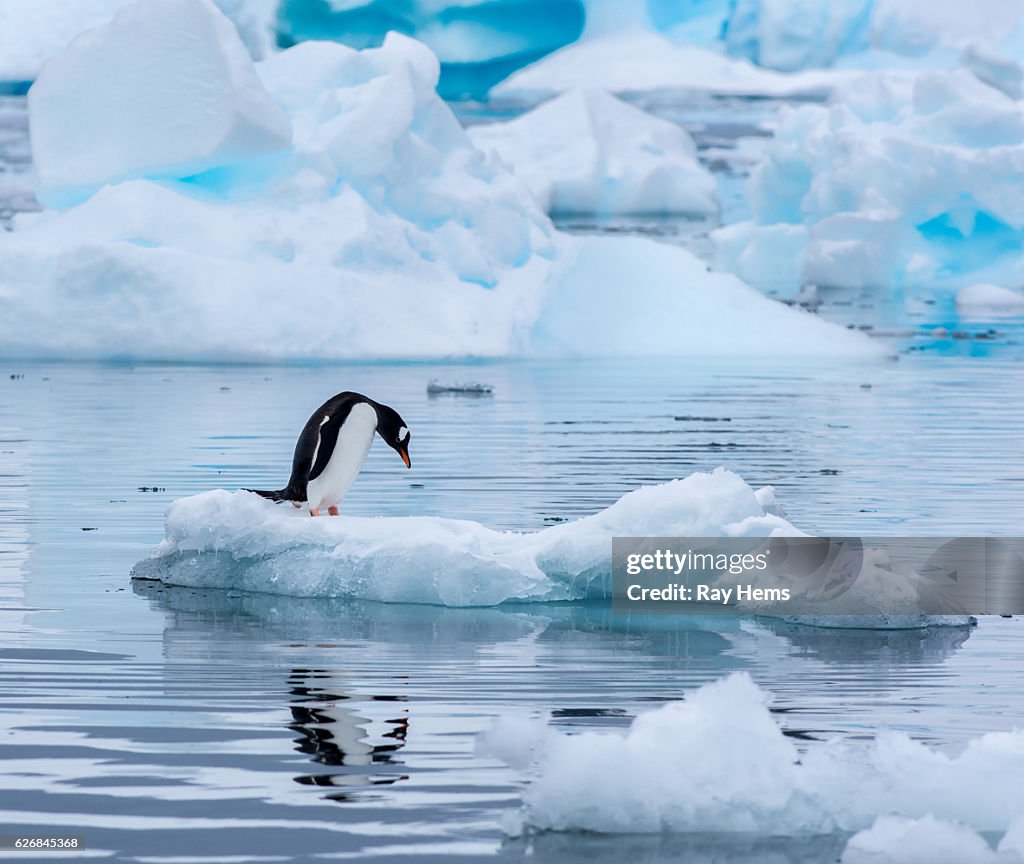 Gentoo penguin standing on an ice floe in Antarctica