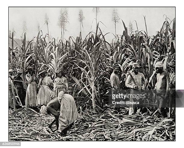antike fotografie von cane cutters in jamaika - sklaven stock-grafiken, -clipart, -cartoons und -symbole