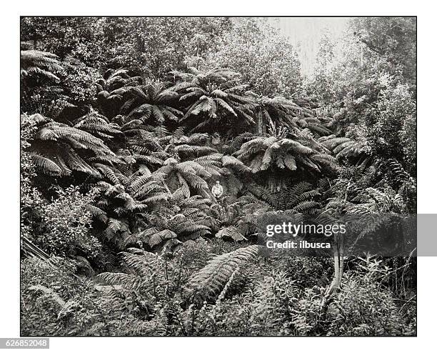 antique photograph of fern-tree valley under mount wellington - new-zealand-fern stock illustrations