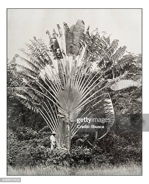 stockillustraties, clipart, cartoons en iconen met antique photograph of traveller's palm - ravenala
