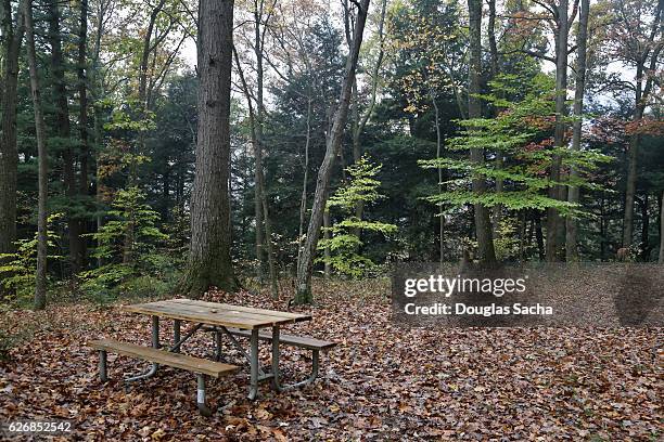 empty picnic table in a open camp site - pennsylvania forest stock pictures, royalty-free photos & images