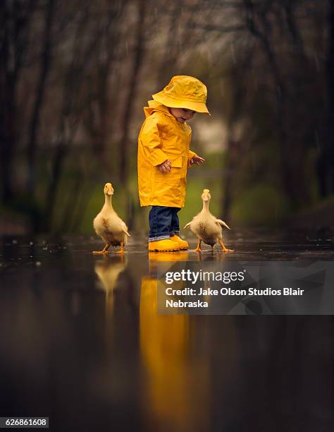 boy in the rain with ducks - jake olson stock pictures, royalty-free photos & images