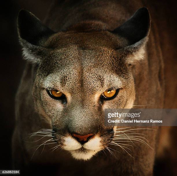 close up of cougar headshot face to face with black background. puma concolor - dark panthera stockfoto's en -beelden