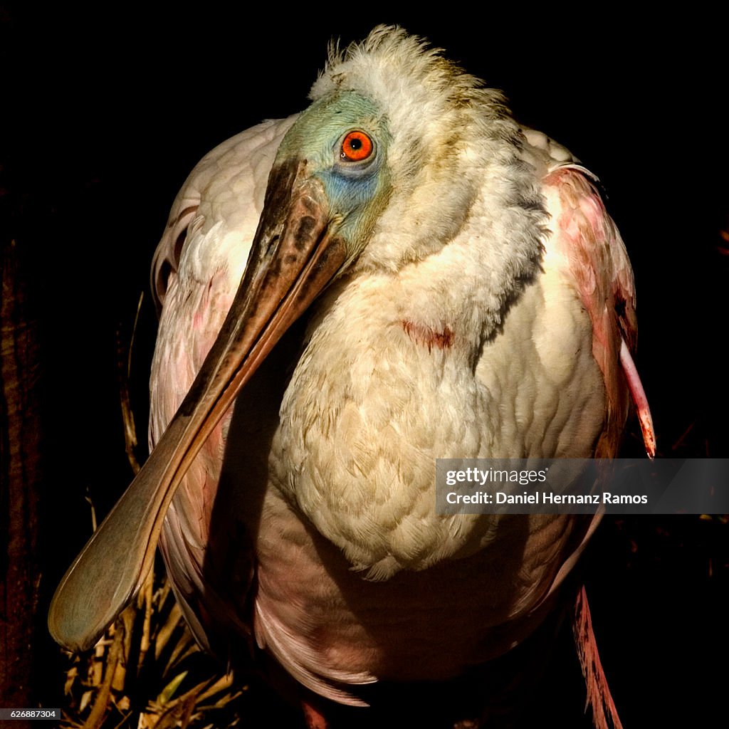 Roseate spoonbill looking at camera close up