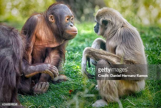 gibbon and baby orangutan face to face - gibbon stock pictures, royalty-free photos & images