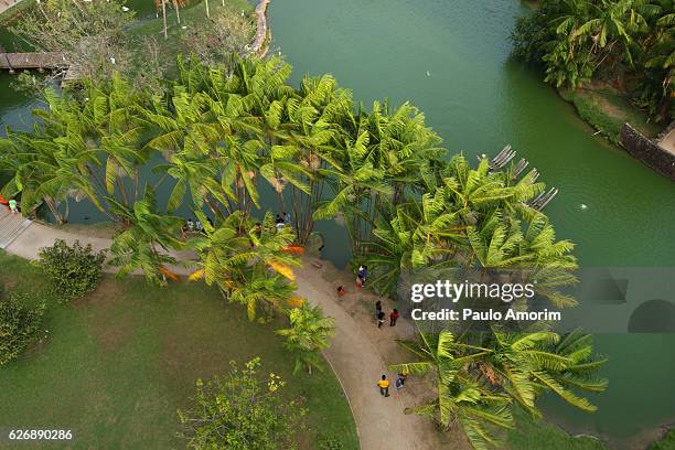 natural park in amazon,brazil - belém brazil stock-fotos und bilder