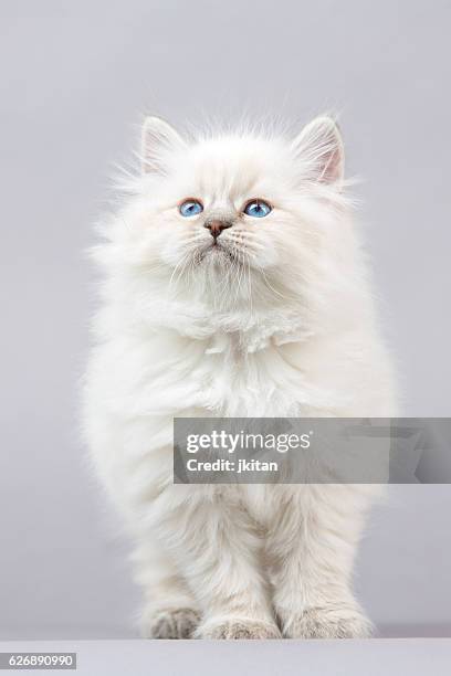 portrait of siberian kitten - blue eyes stock pictures, royalty-free photos & images