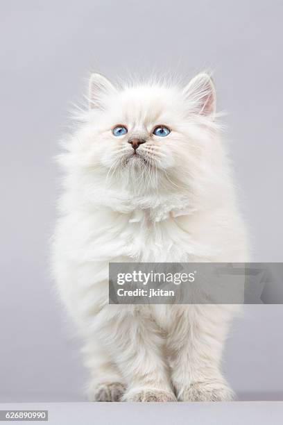 portrait of siberian kitten - sibirisk katt bildbanksfoton och bilder
