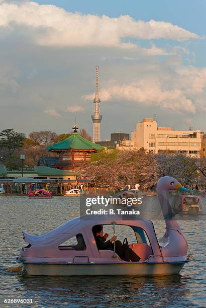 cherry blossom boats at ueno park in tokyo, japan - shinobazu pond stock pictures, royalty-free photos & images