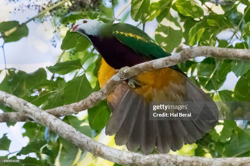 Wompoo Fruit-Dove