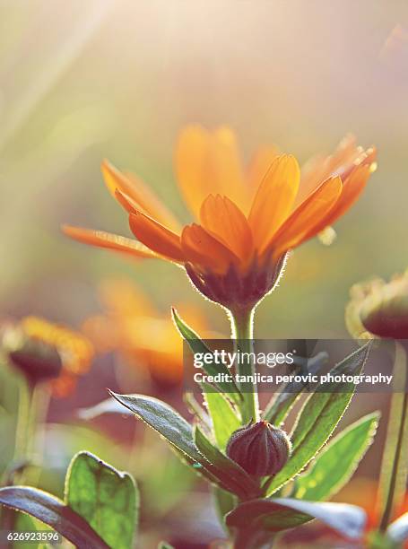 common marigold - best garden plant - calendula stockfoto's en -beelden